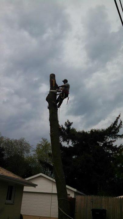 New Beginning Tree Service Company Image