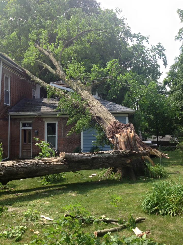 Hackney Tree Service Image