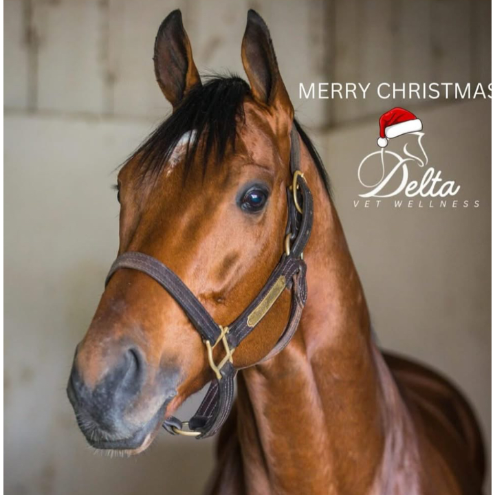 Delta Vet Wellness