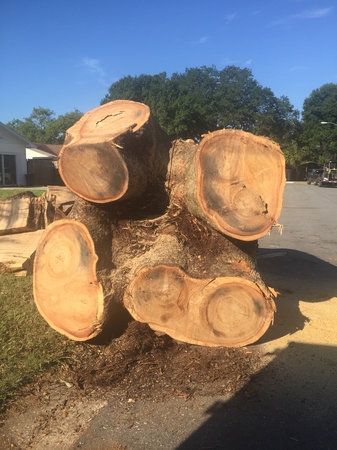 Images Rays Tree Service