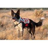 Gooddog Dog Training