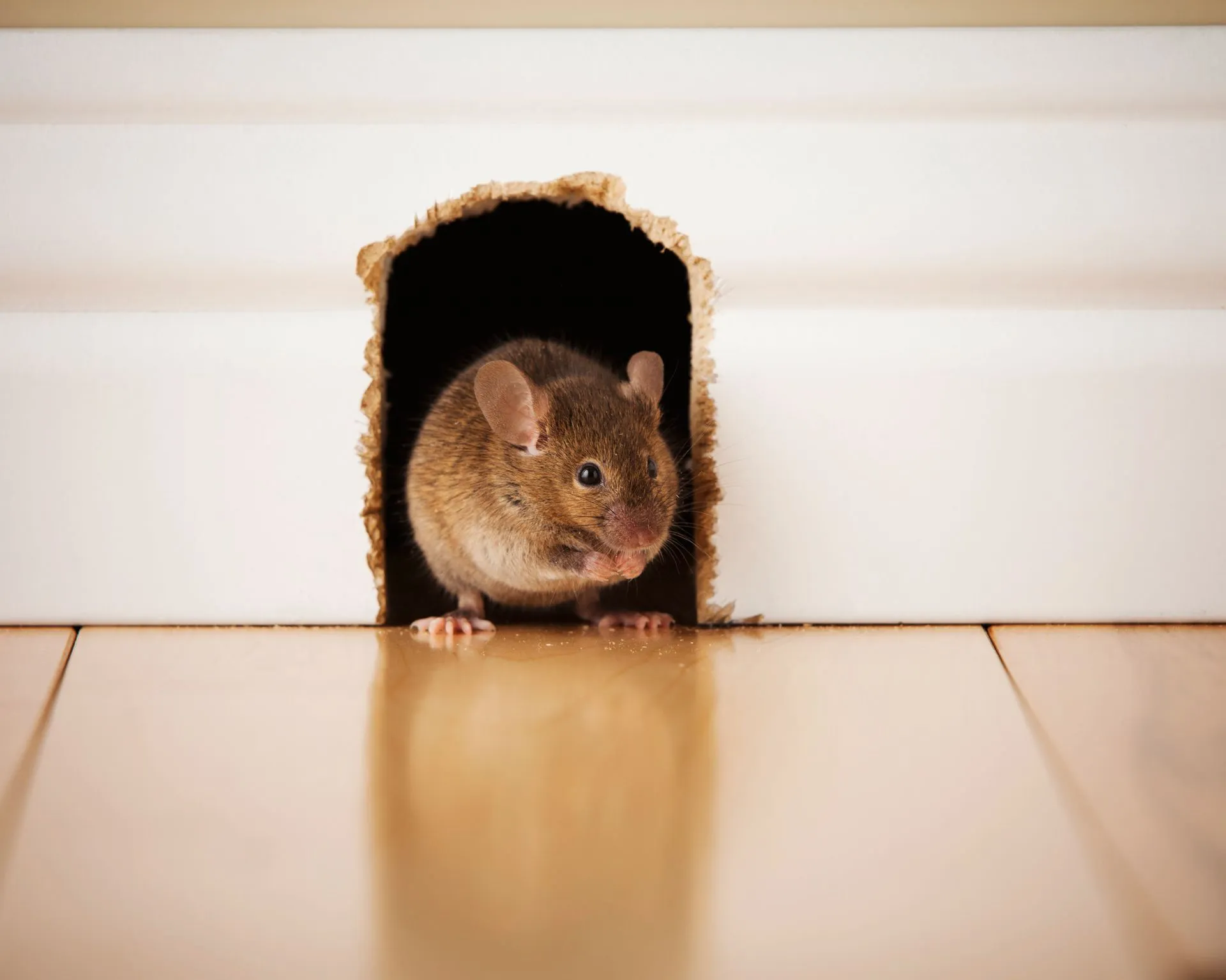 Rodent Proofing