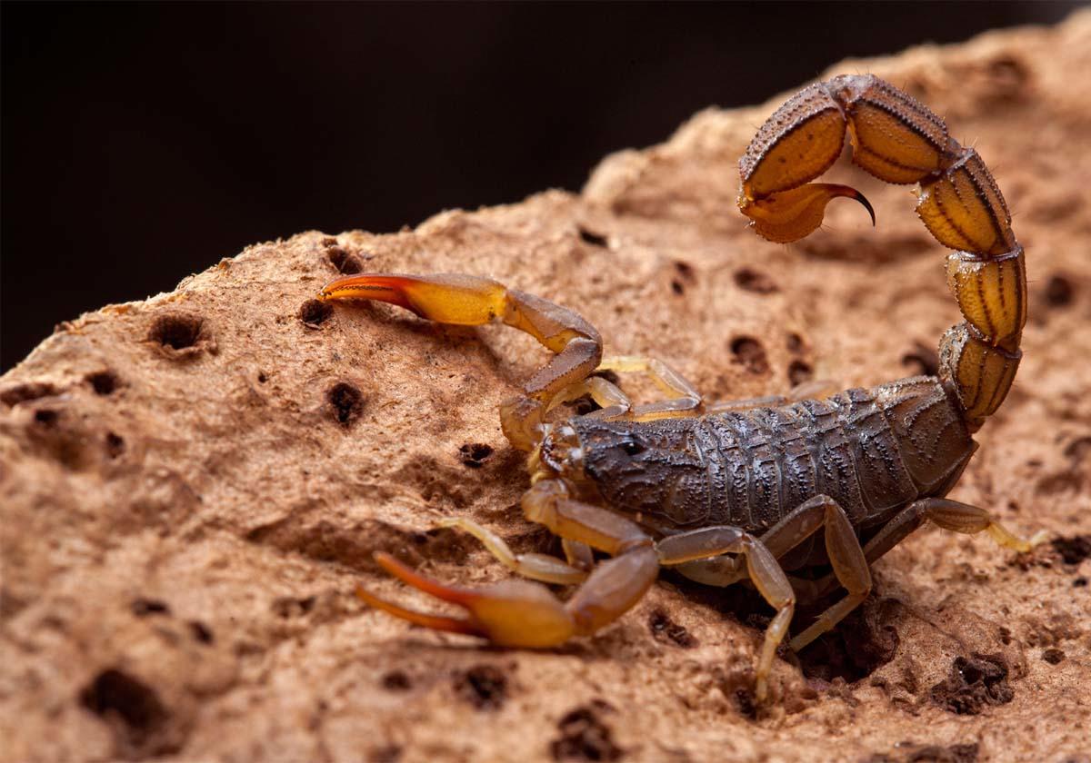 Scorpion Removal