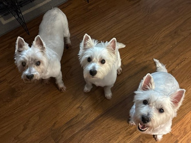 Legends Pet Care Services