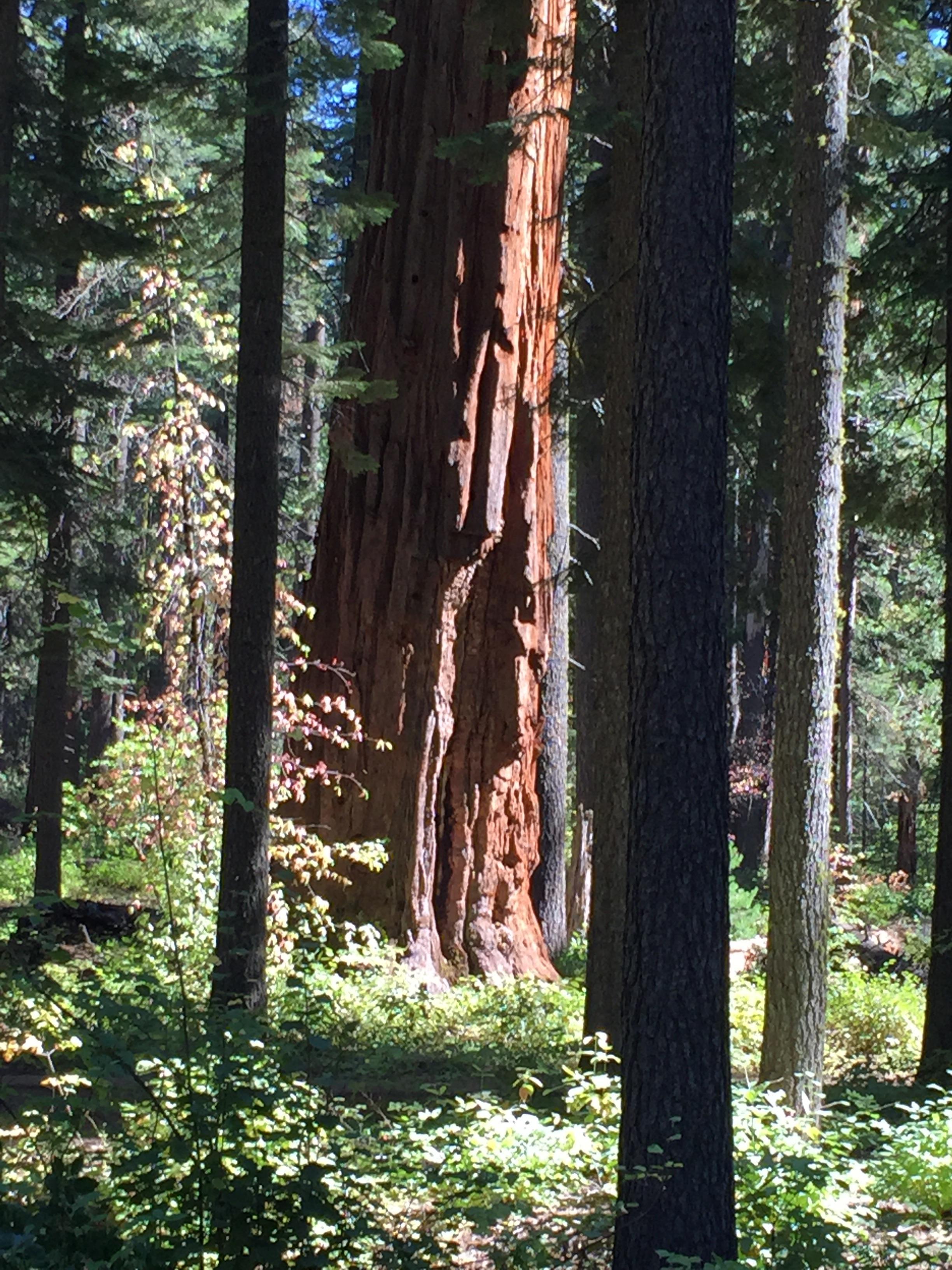 Large sequoia forest near Arnold CA