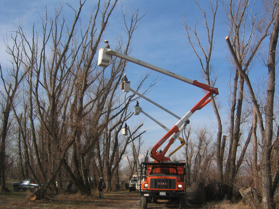 Seven Trees Co. Tree Experts Photo