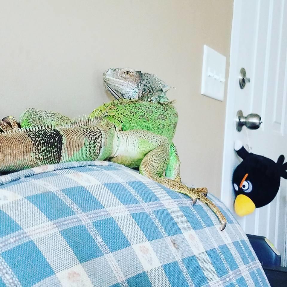 Melo's Reptile Sanctuary aims to find a reptile, no matter how big or how small, a new home where it will be loved till the end of its days.