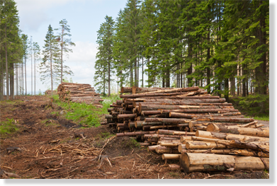 Balfour Landscape & Tree Service Image