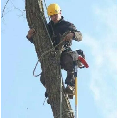 Ben&apos;s Tree Service LLC Logo