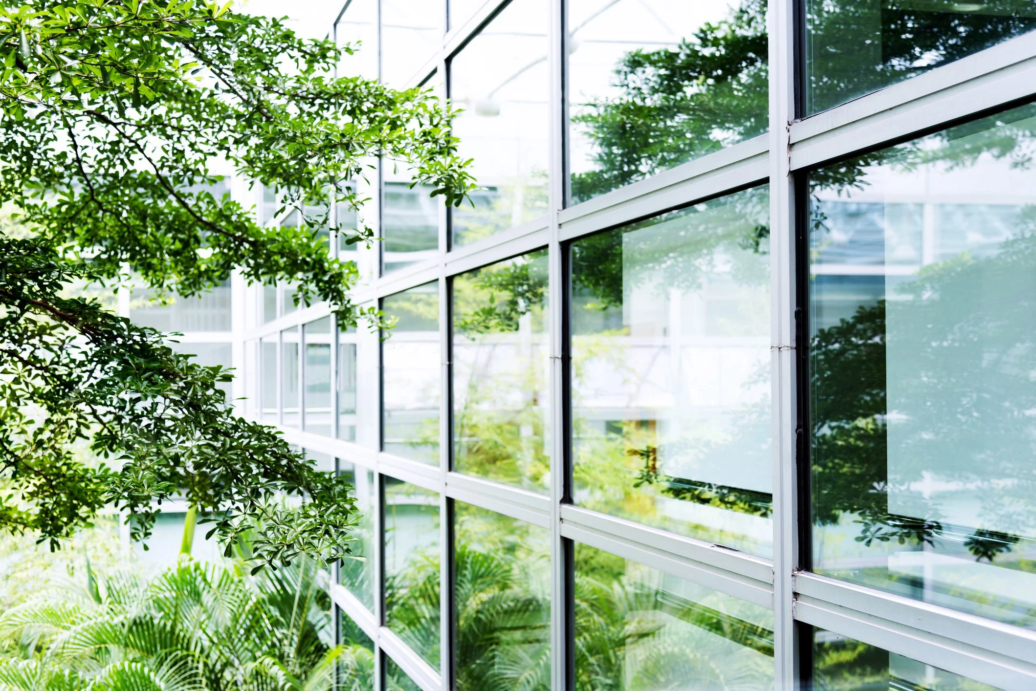 Window Cleaning