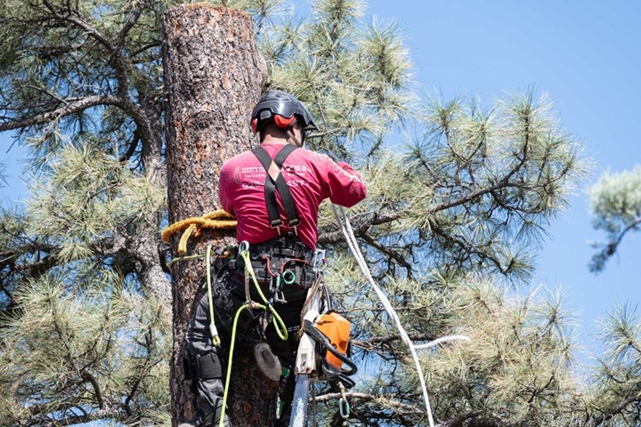 Jonny's Tree and Landscaping Co., LLC Image