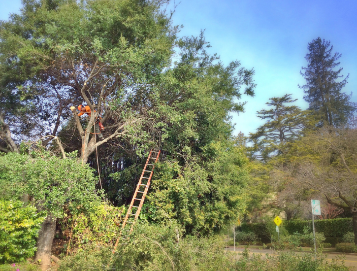 Gerald's Custom Tree Care Logo