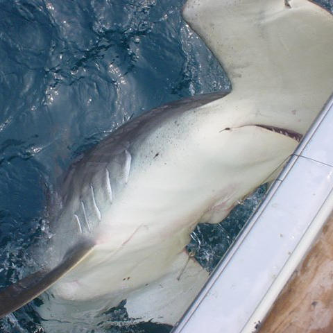 Images Captain Art's Fishing Charters