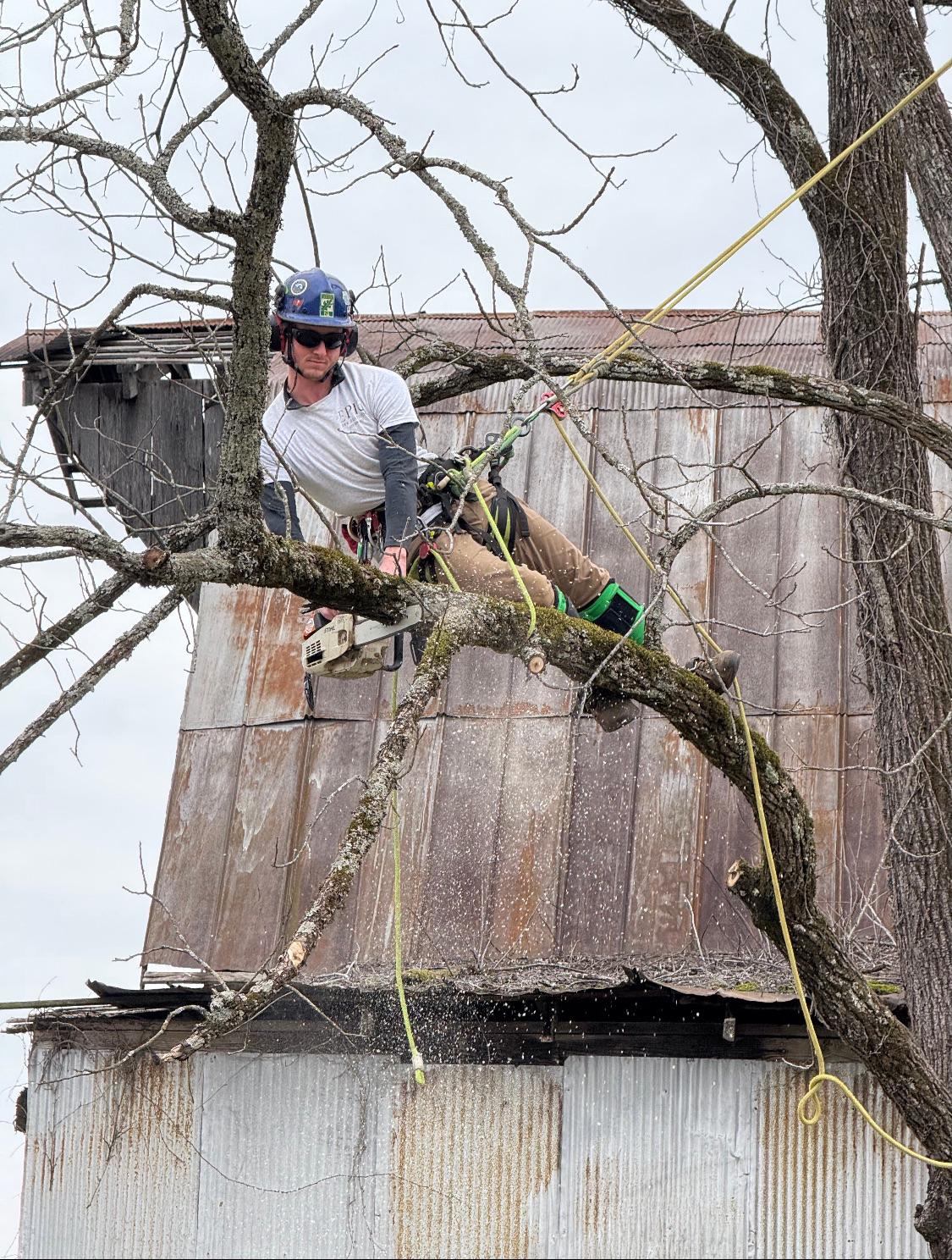 Epic Tree Solutions Image