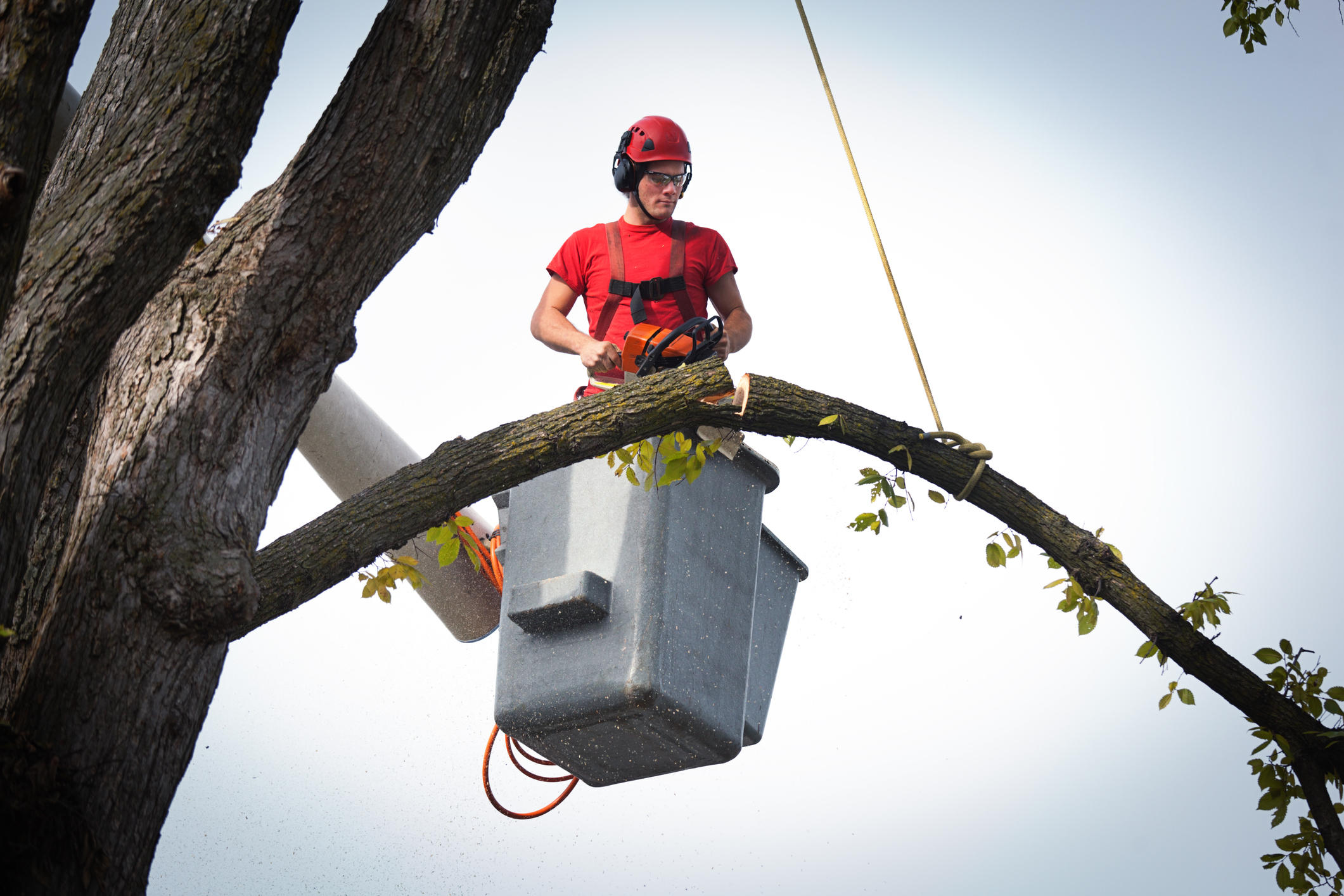 Integrity Tree Care Photo