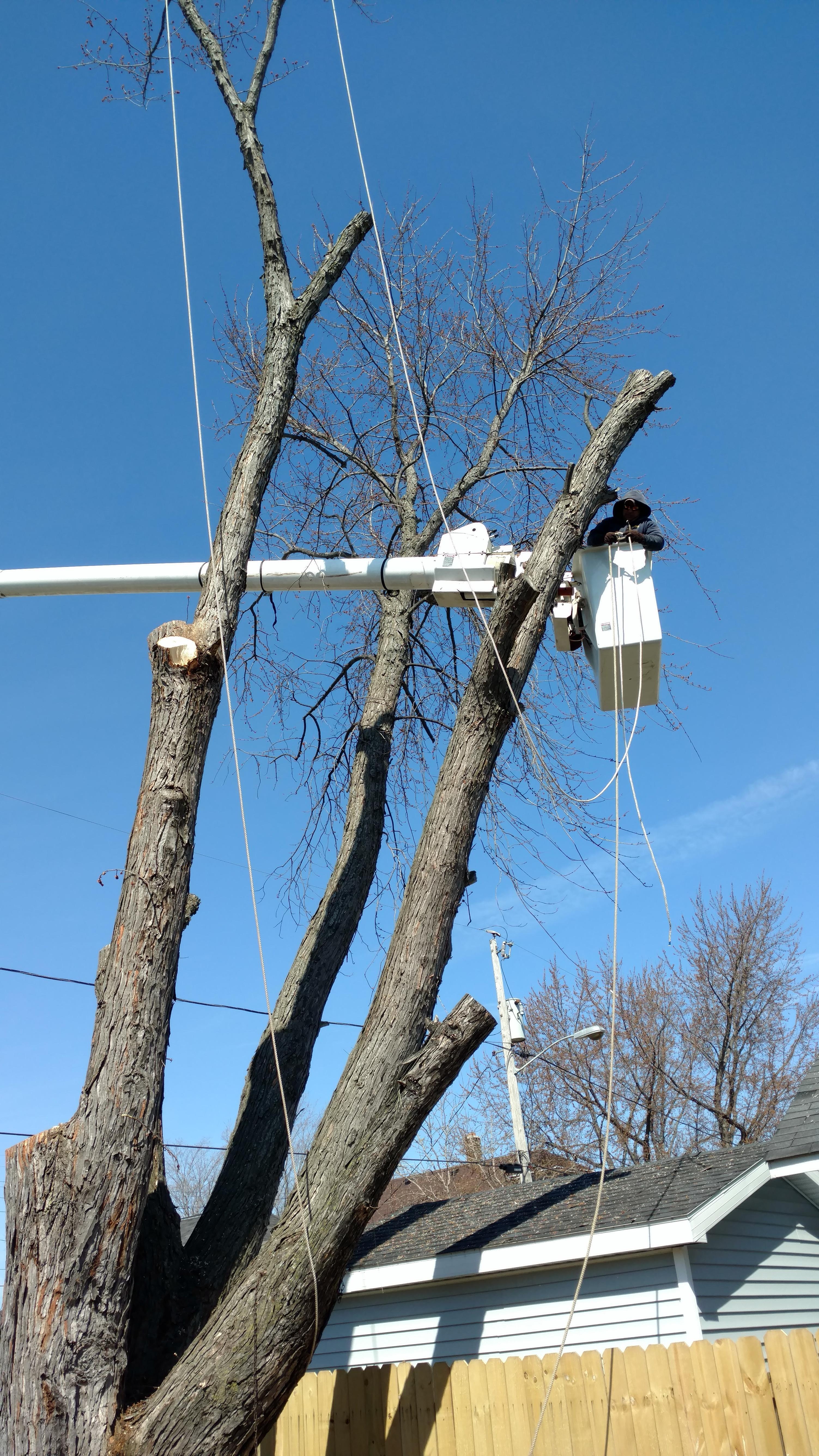 New Beginning Tree Service Company Image