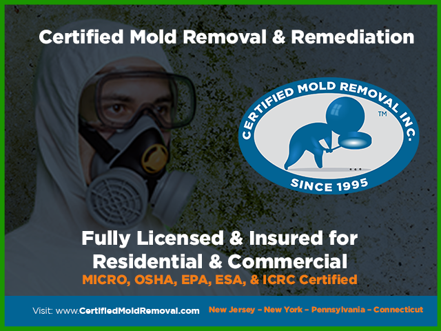 Certified Mold Removal & Remediation Contractor in New Jersey, Pennsylvania, Connecticut & New York - Residential and Commercial Mold Specialist Near Me