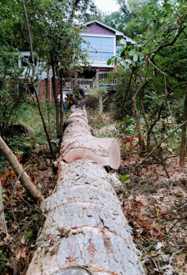Polgar Tree Service & Removal LLC Photo