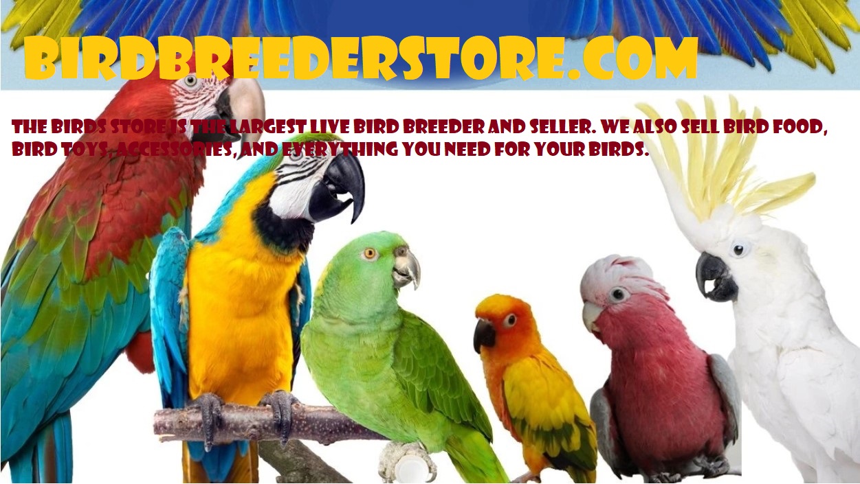 Bird Breeder Store Photo