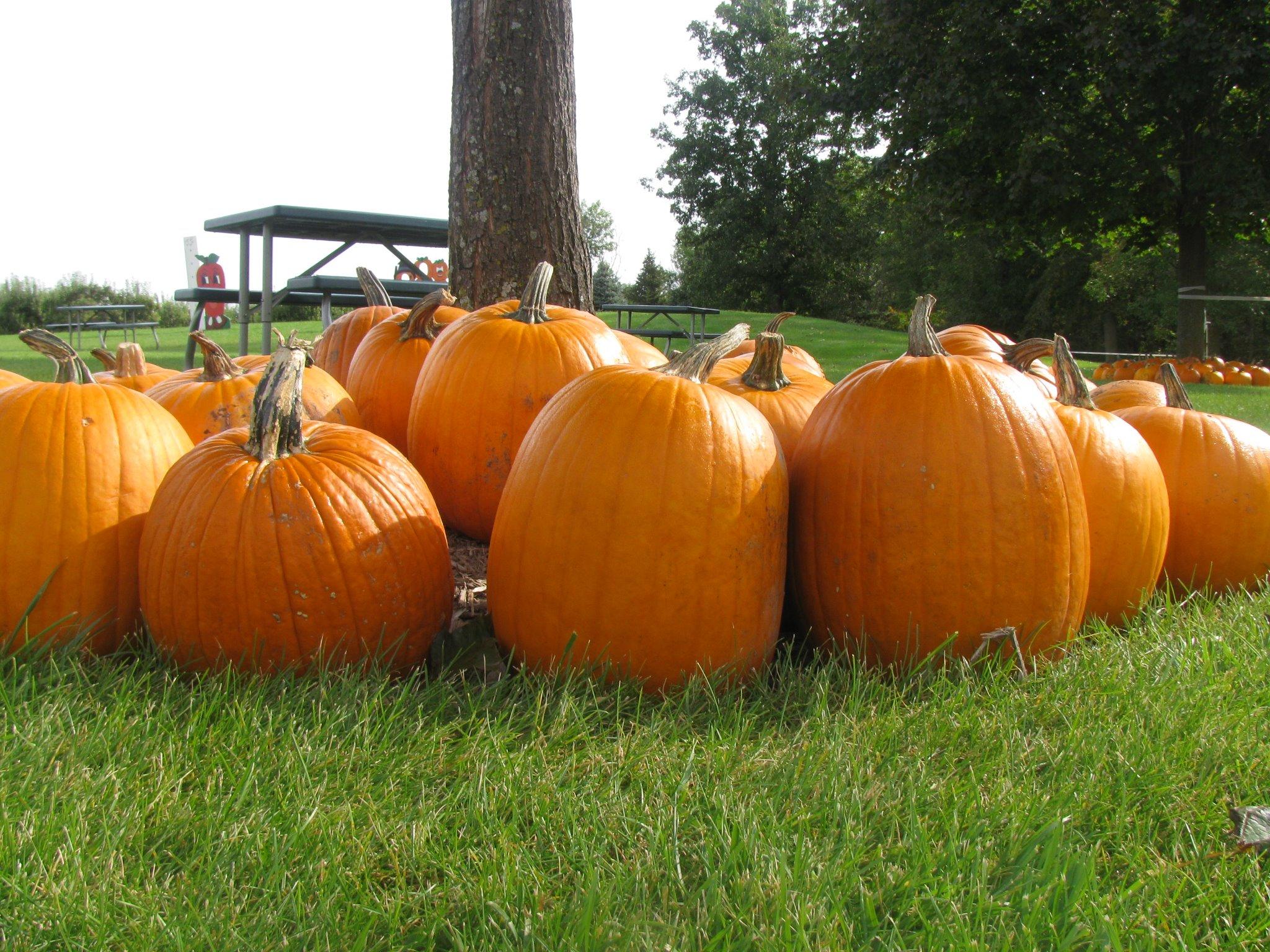 Apple Valley Orchard LLC Photo