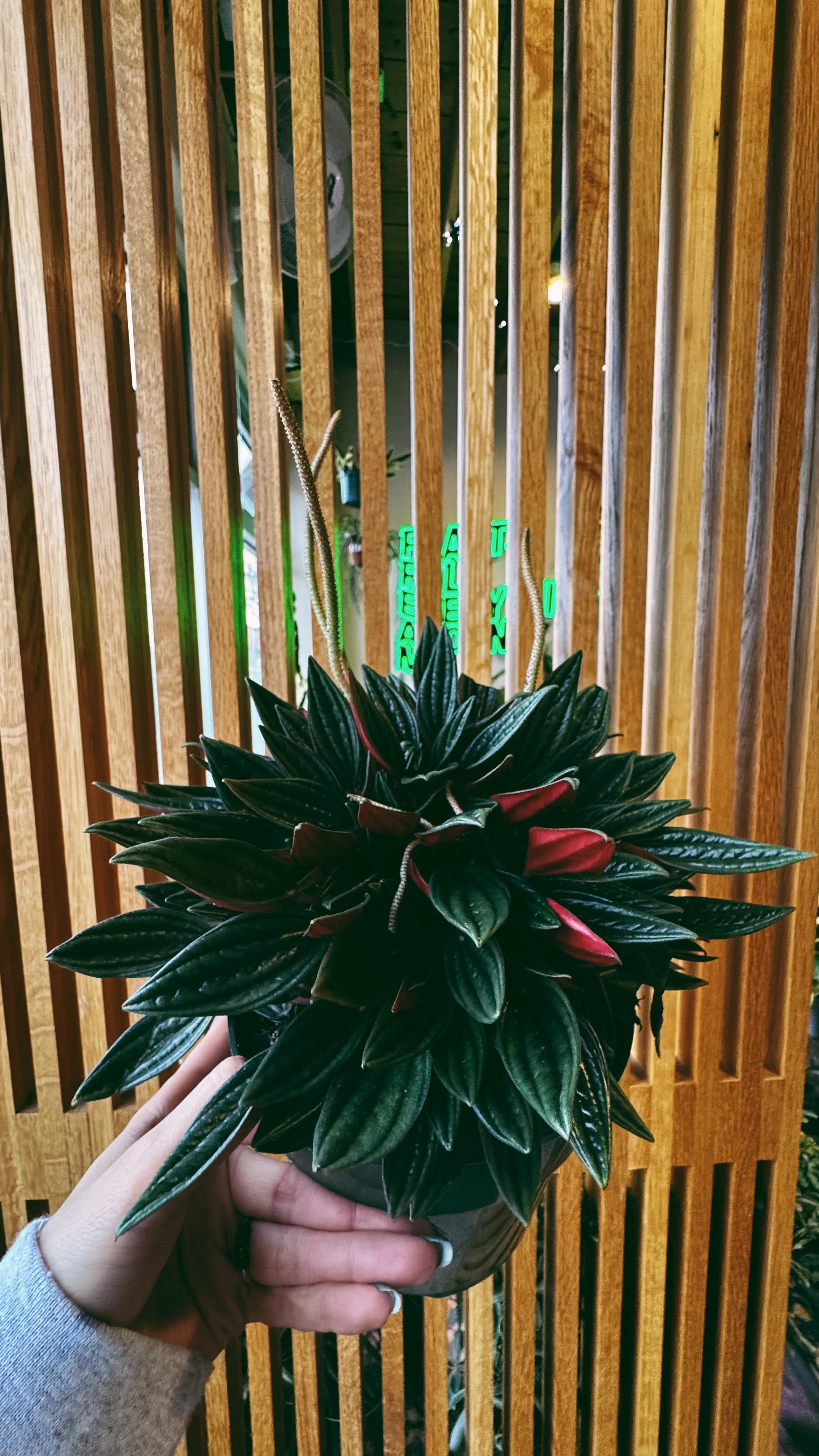 Denver Plant Club Image