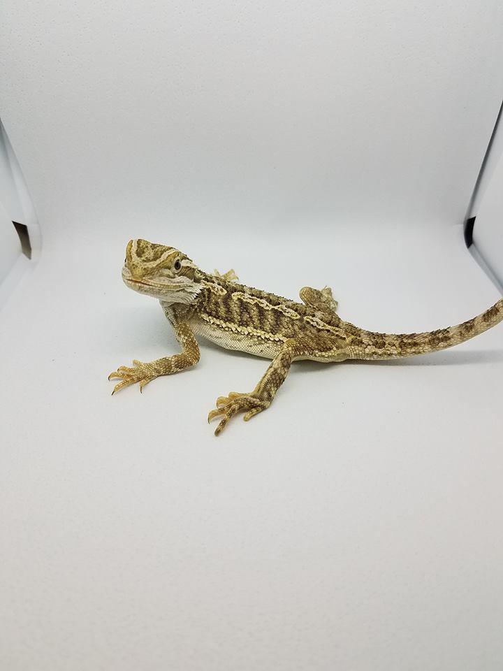 Melo's Reptile Sanctuary aims to find a reptile, no matter how big or how small, a new home where it will be loved till the end of its days.