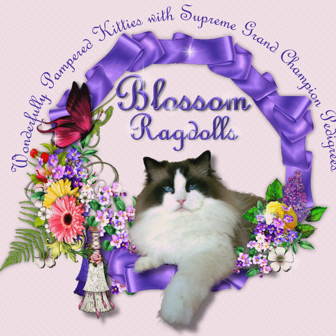 Blossom Ragdolls Logo