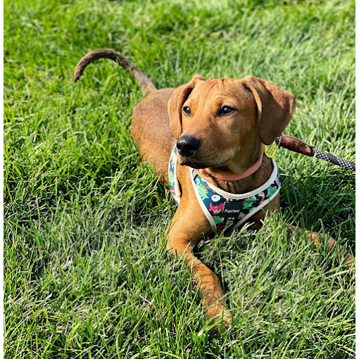 Chill Out Dog Training South Denver