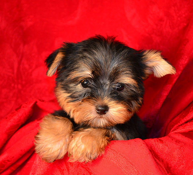 Images FancyPups