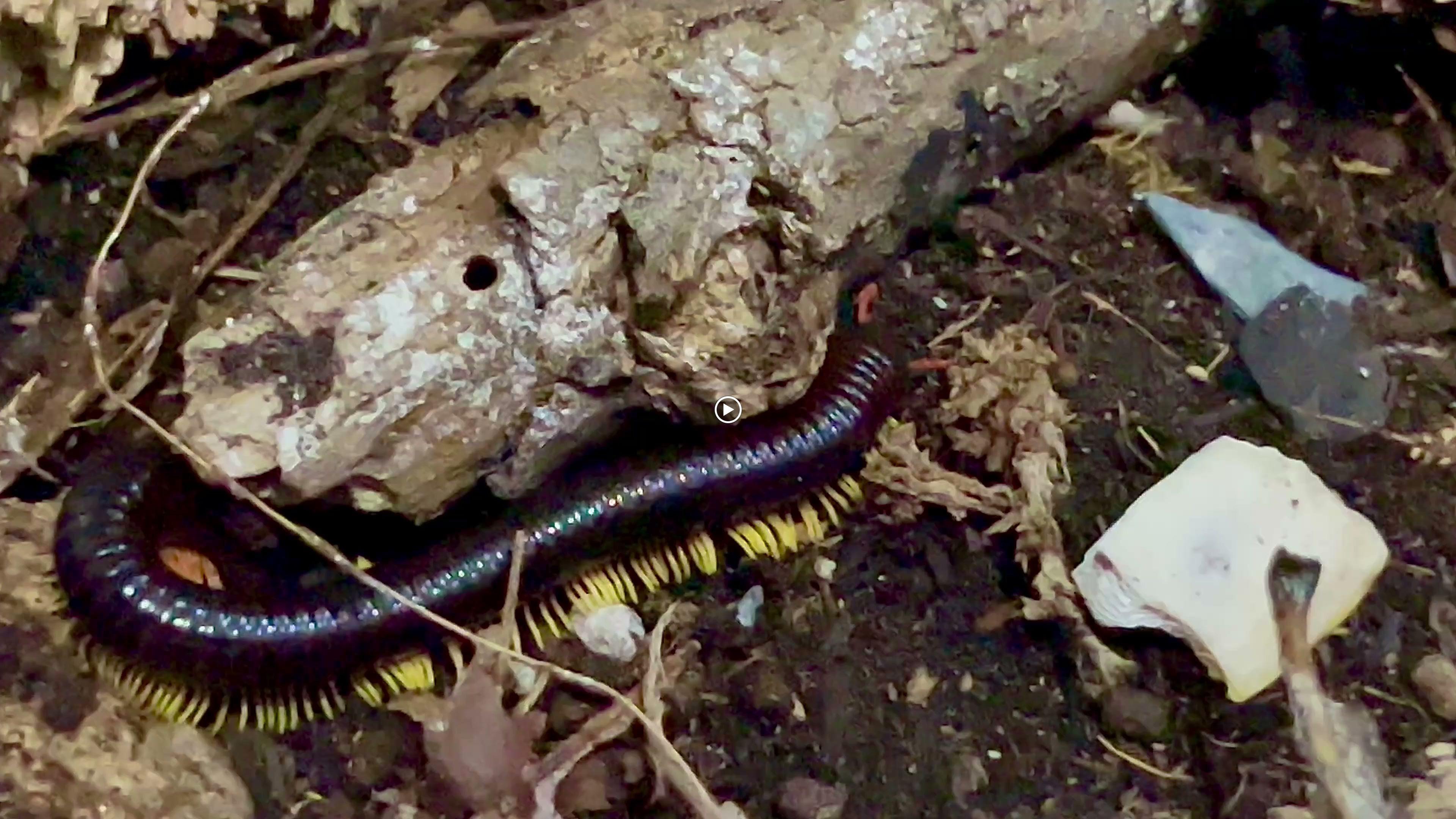 Terrarium Station Image