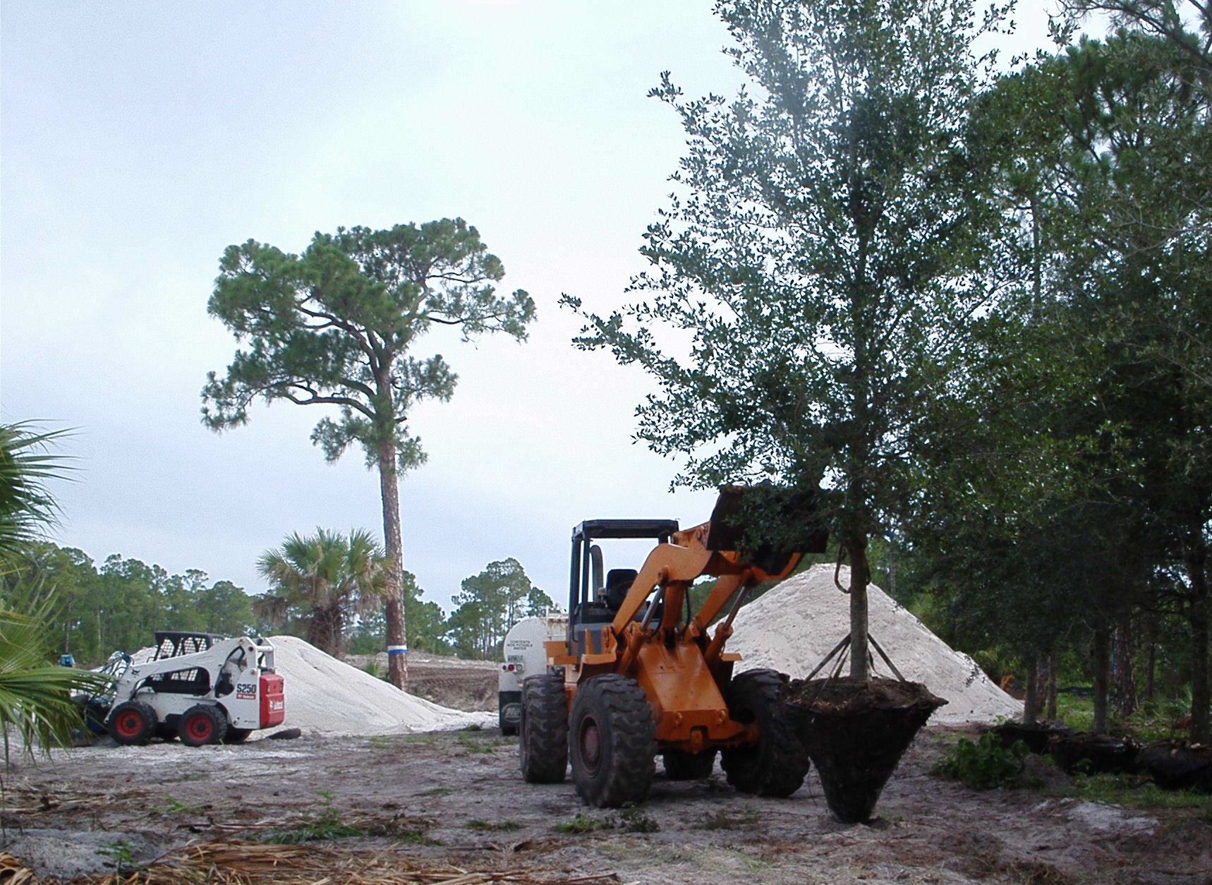 Timber Tree Co Image