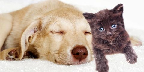 Tlc Pet Care Centers 11808 Hamilton Ave Cincinnati Oh Animal Hospitals Mapquest