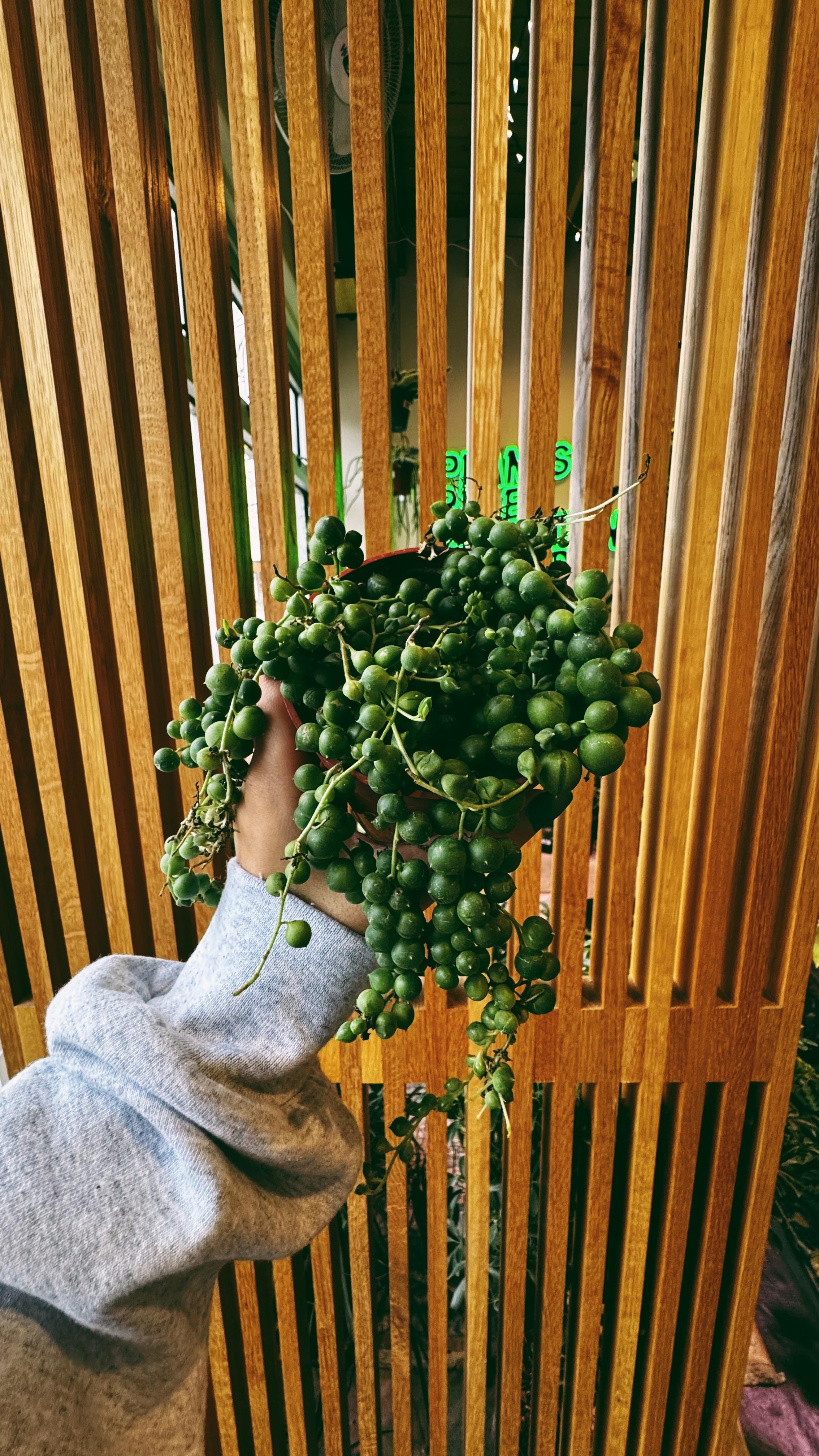 Denver Plant Club Image