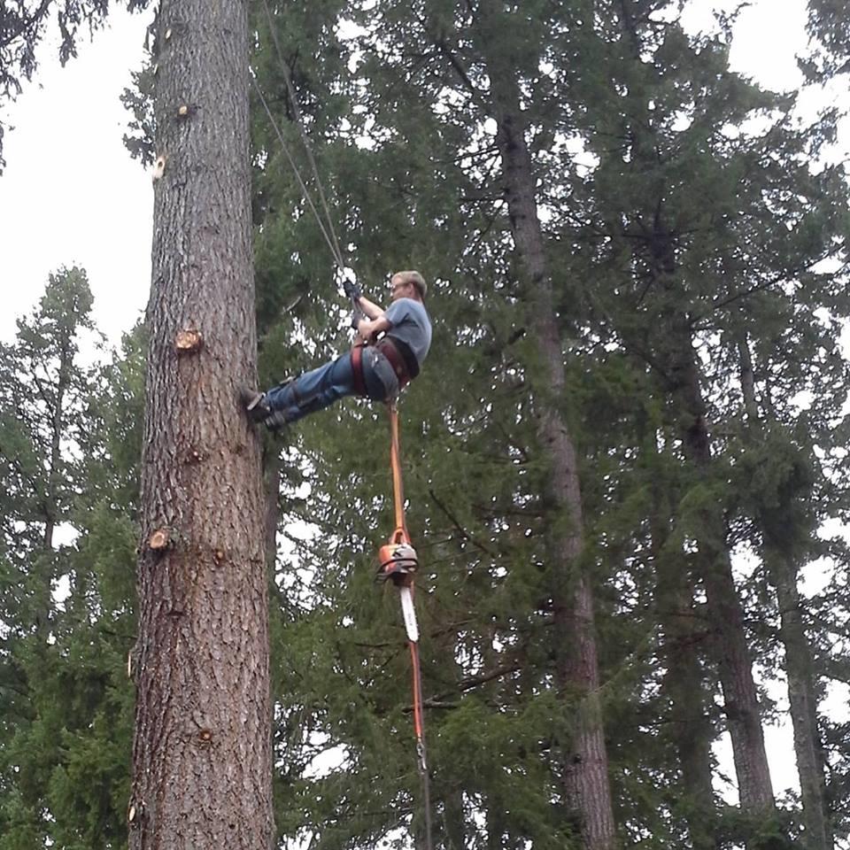 John's Tree Service Logo