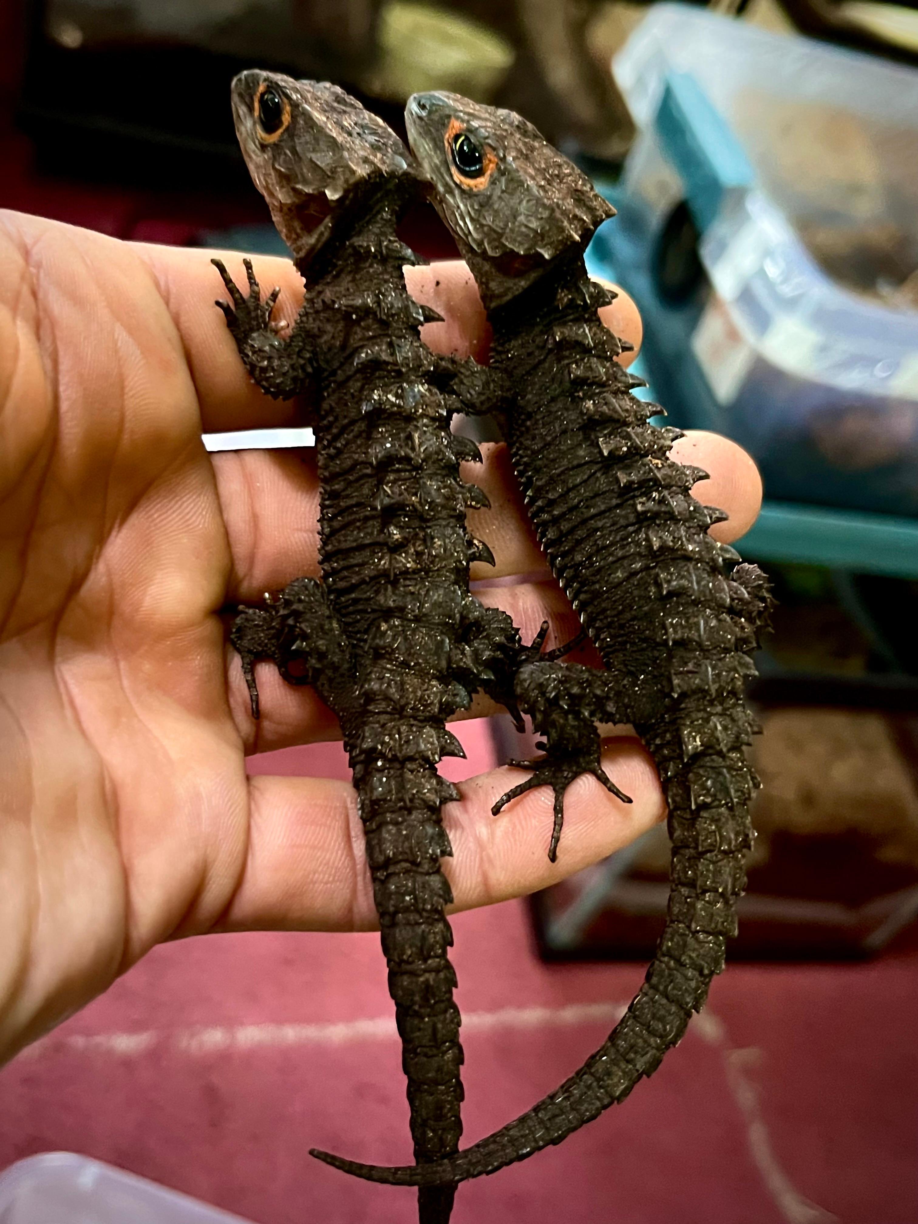 Terrarium Station Image