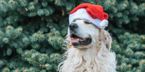 4 Ways to Keep Your Pet Safe During the Holidays