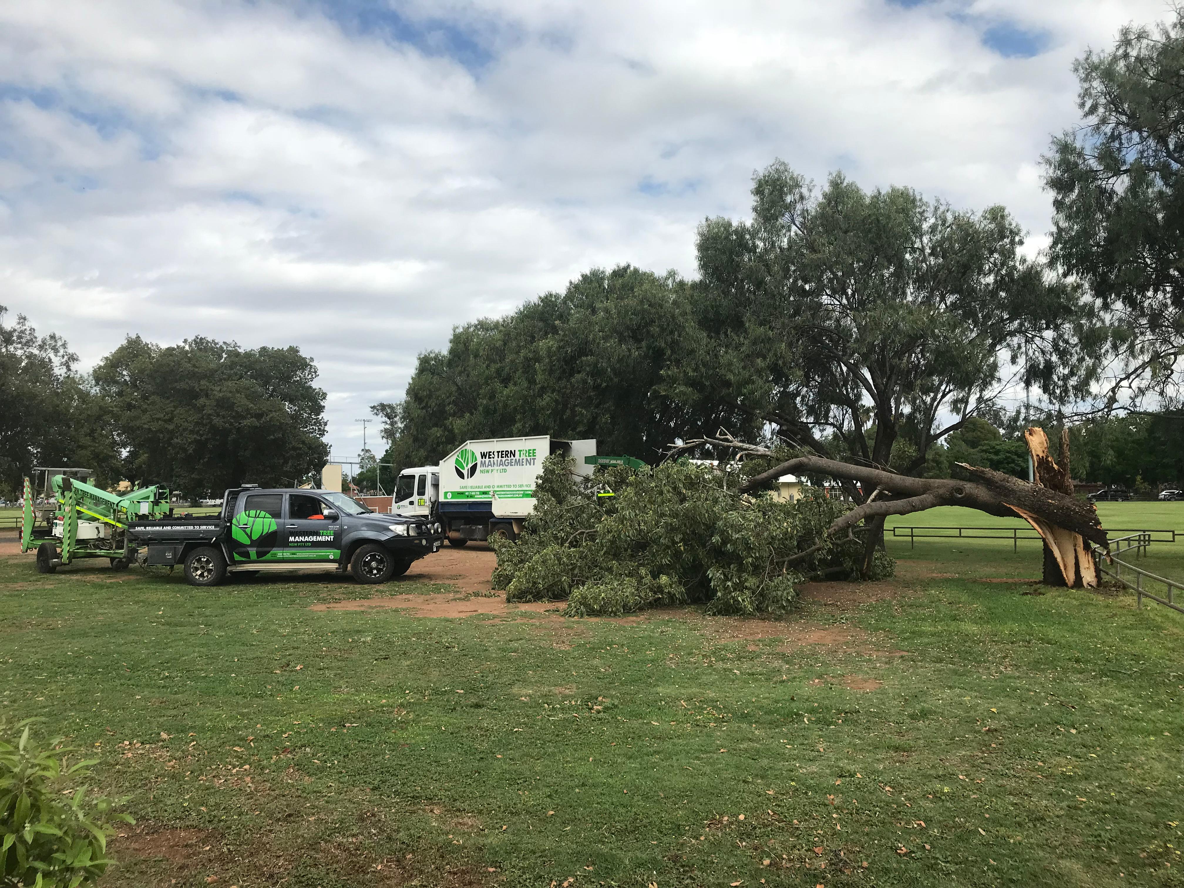 Foto de Western Tree Management NSW Pty Ltd
