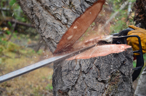 Images Pinnacle Tree and Shrub Care