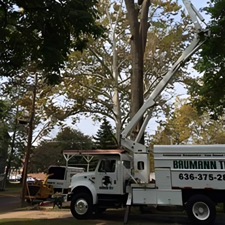 Baumann Tree Image
