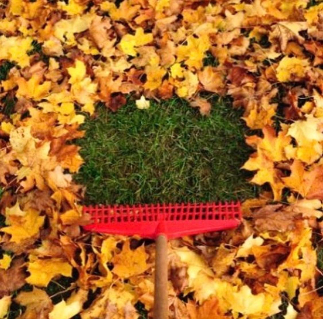 Spring and Fall Cleanup