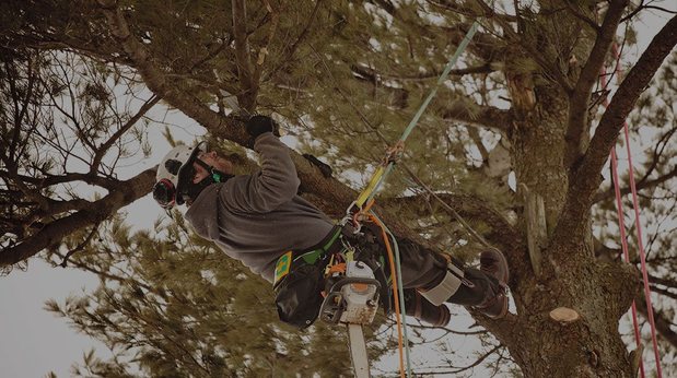 Images Tim's Tree Removal And Services LLC
