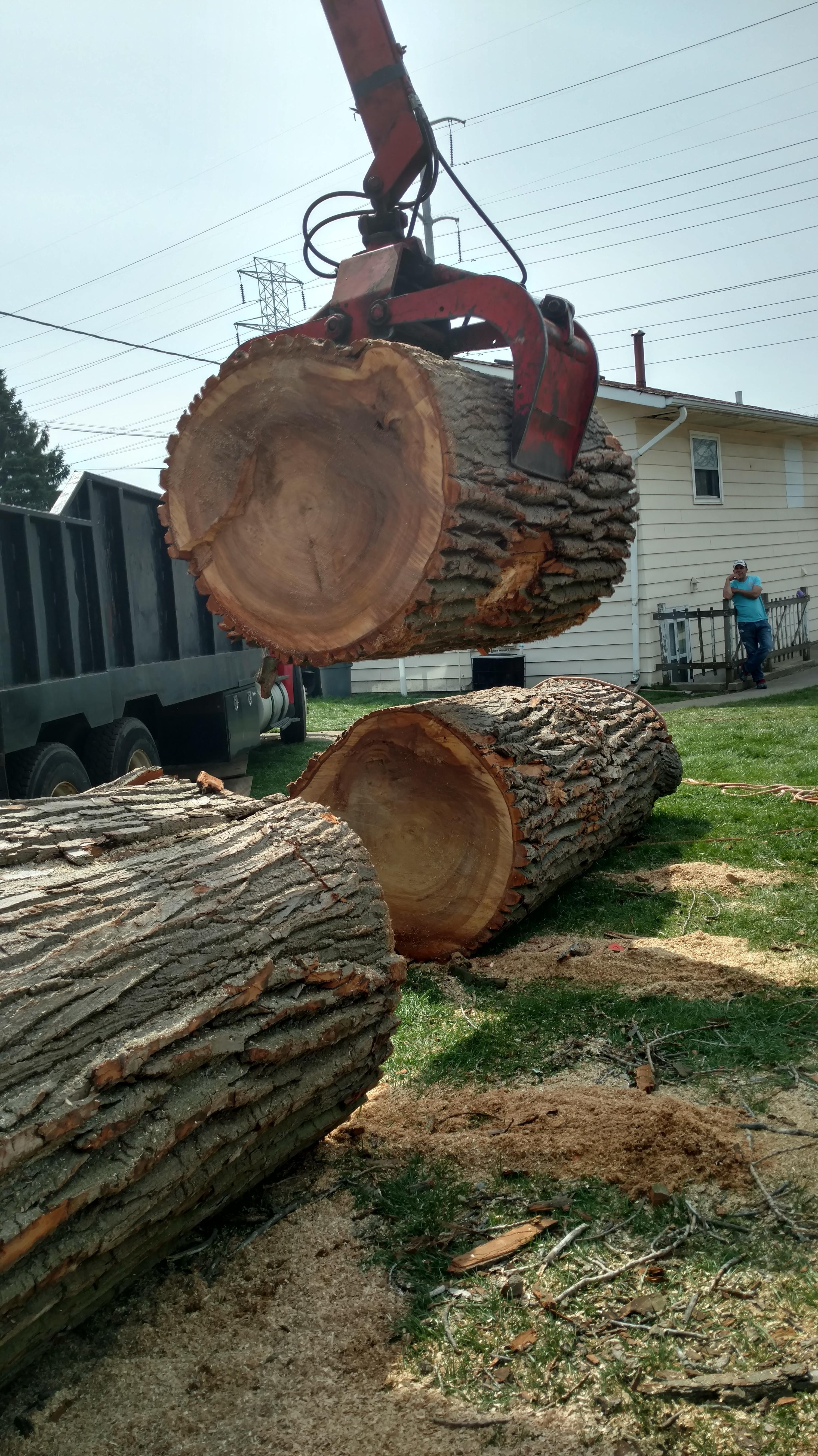 New Beginning Tree Service Company Image