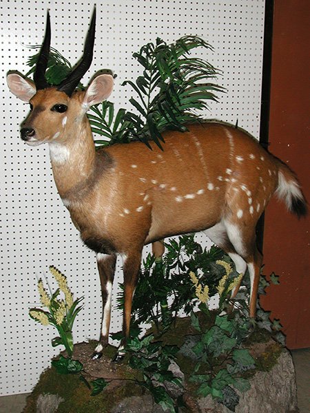 American Wild Life Taxidermy Photo