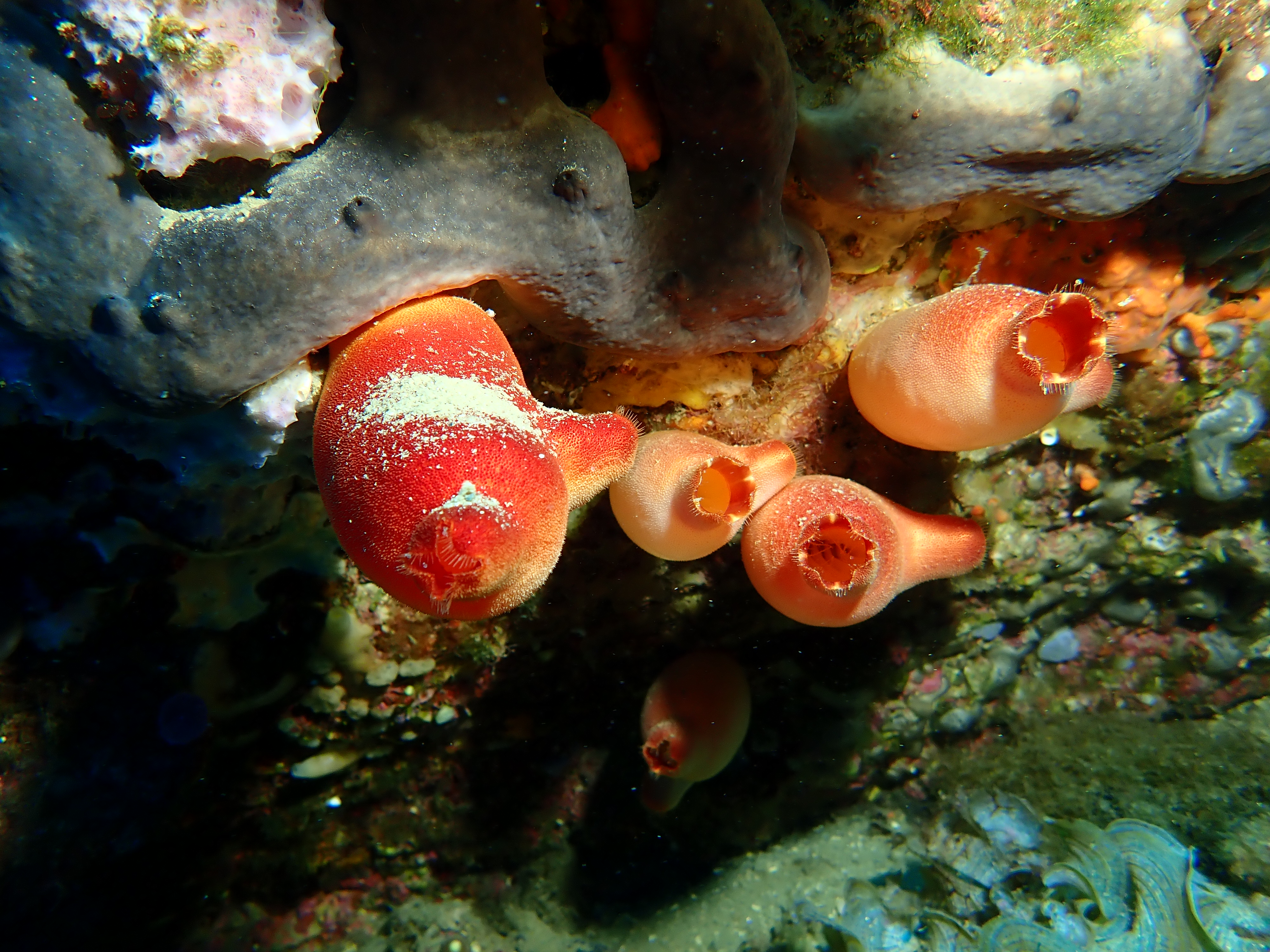 Images Blaumar Dive Center