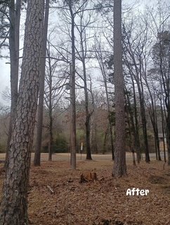 Plyler's Tree Service Image