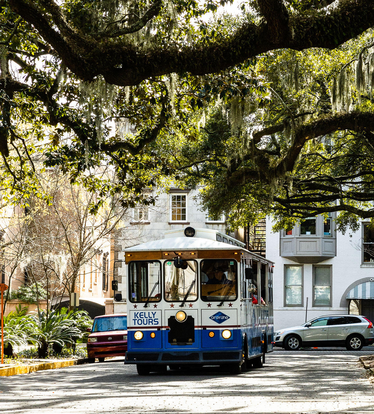 Gray Line Savannah Photo