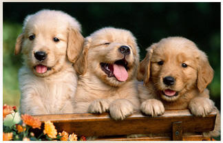 All Animal Clinic Image