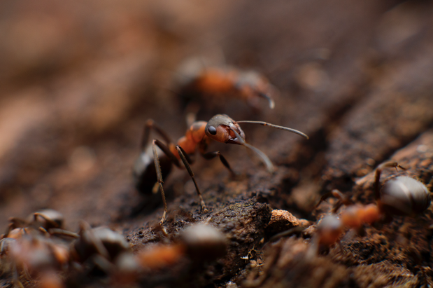 Images 417 Pest Solutions