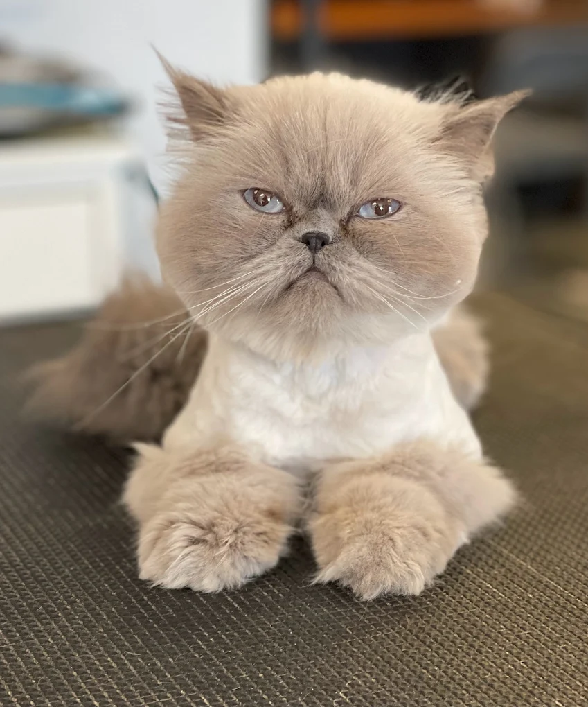 Cat Grooming