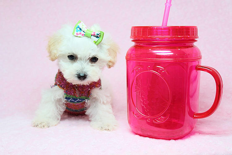 Teacup & Toy Maltipoo Puppies in Los Angeles